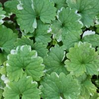 Close-up of Glechoma variegata 'Creeping Charlie' leaves with scalloped edges and white borders, densely packed together as a vibrant ground cover.
