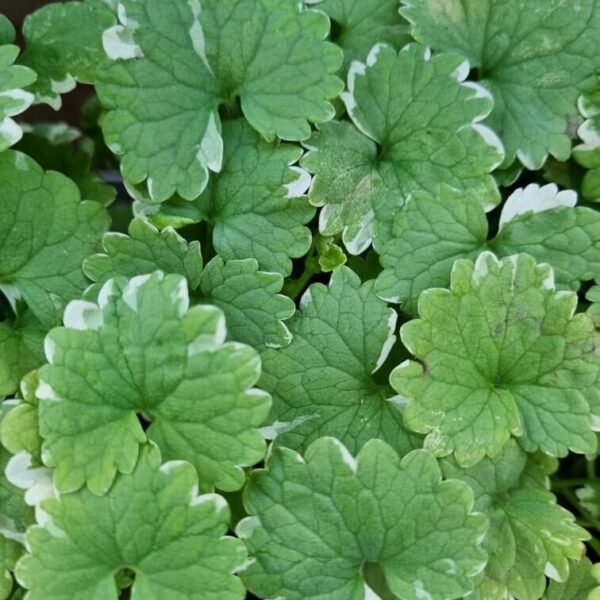 Close-up of Glechoma variegata 'Creeping Charlie' leaves with scalloped edges and white borders, densely packed together as a vibrant ground cover.