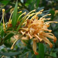 Close-up of an orange Grevillea 'Deua Gold' 6" Pot flower with spindly petals and green leaves, set against a soft-focus greenery background.