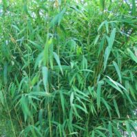Tall, green stalks of Bambusa 'Nepalese Blue' Bamboo in an 8" pot, with abundant narrow leaves, exude a serene beauty reminiscent of tranquil Nepalese landscapes.