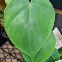 Close-up of a lush, green Philodendron 'Heart Leaf' in a black pot, showcasing its signature heart-shaped leaves with a plant label partially visible in the background.