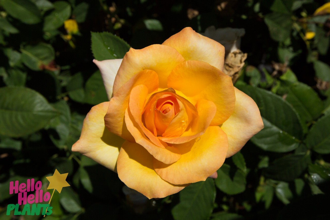 Rose 'Gold Medal' 2ft Standard - Image 4