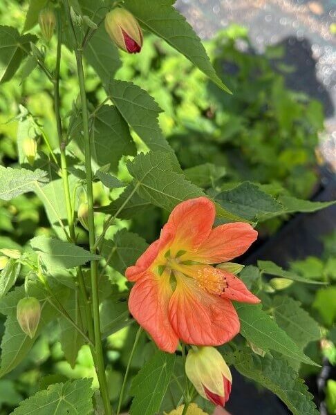 A hand holds an Abutilon 'Lucky Lantern Tangerine' 6" Pot, showing its jagged green leaves, orange flowers, and buds. The blurred garden background suggests it's ideal for growing in a 6" pot.