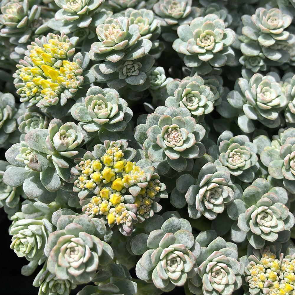 Sedum 'Silver Fairy Cushion' 3" Pot - Image 3