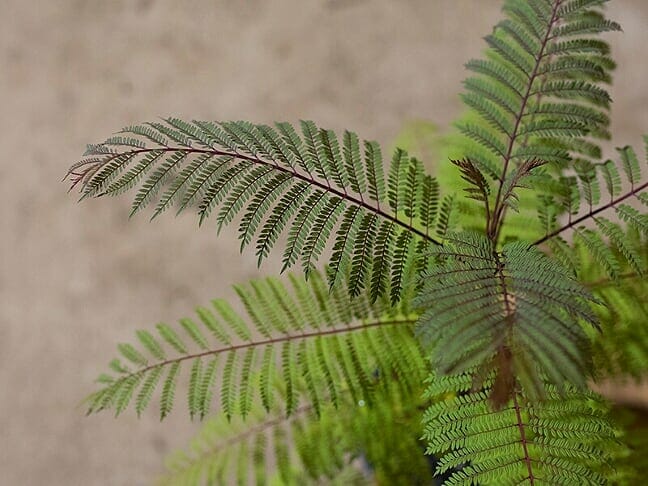 Jacaranda Tree - Image 2