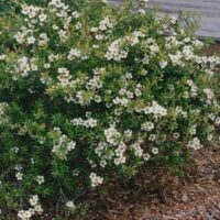A lush Leptospermum 'Lemon Bun' with small white flowers, set against a background of mulch and part of a wooden structure on the left.