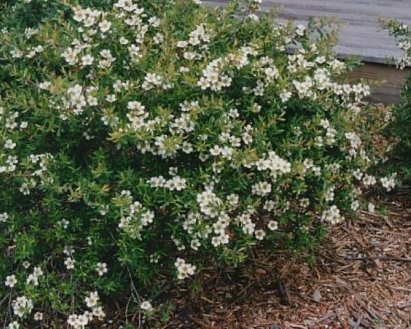 A lush Leptospermum 'Lemon Bun' with small white flowers, set against a background of mulch and part of a wooden structure on the left.