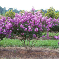 Lagerstroemia 'Lipan' Crepe Myrtle