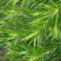 Close-up of vibrant green Melaleuca 'Revolution Green' Myrtle 6" Pot needles with a soft-focus background.
