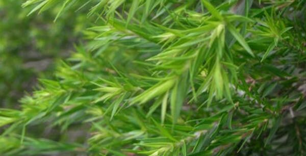 Close-up of vibrant green Melaleuca 'Revolution Green' Myrtle 6" Pot needles with a soft-focus background.