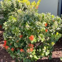 Austromyrtus 'Midyim Berry' 6" Pot features a green shrub with red-orange flower clusters and white buds, perfect for adding vibrant color to your mulched garden by a light-colored wall.