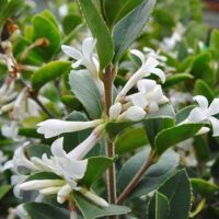 Heaven Scent Osmanthus 'Heaven Scent' 8" Pot flowers and buds on a shrub with glossy green leaves.