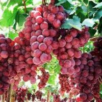 Bunches of ripe Vitis 'Red Globe' Fruiting Grapes hanging from vines in a vineyard, with lush green leaves in the background.
