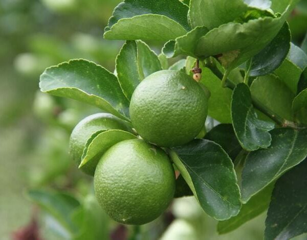 Citrus 'Sublime' Lime Tree 8" Pot growing on a tree with lush leaves, in close-up view.