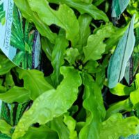 Victoria Japanese Birds Nest Fern ASPLENIUM