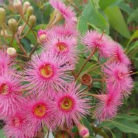 A cluster of vibrant pink Corymbia 'Summer Glory' Grafted Gum 8" Pot flowers in bloom with visible green leaves in the background.