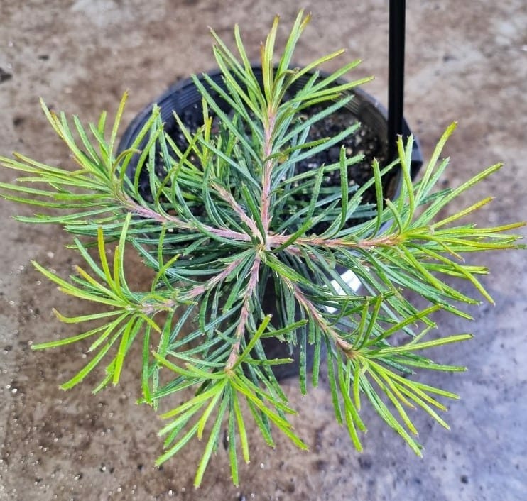 Banksia 'Birthday Candles' 6" Pot - Image 3