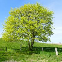 An Acer 'Common Field' Maple stands alone in a grassy field next to a wooden fence, with blue sky in the background.