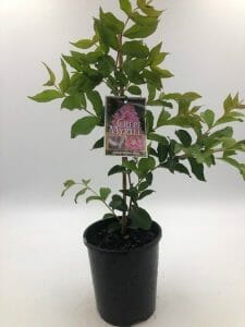 Lagerstroemia 'Sioux' Crepe Myrtle 6" Pot - Image 4