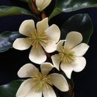 A cluster of white Magnolia 'Cinderella' 8" Pot flowers with glossy green leaves on a dark blue background.