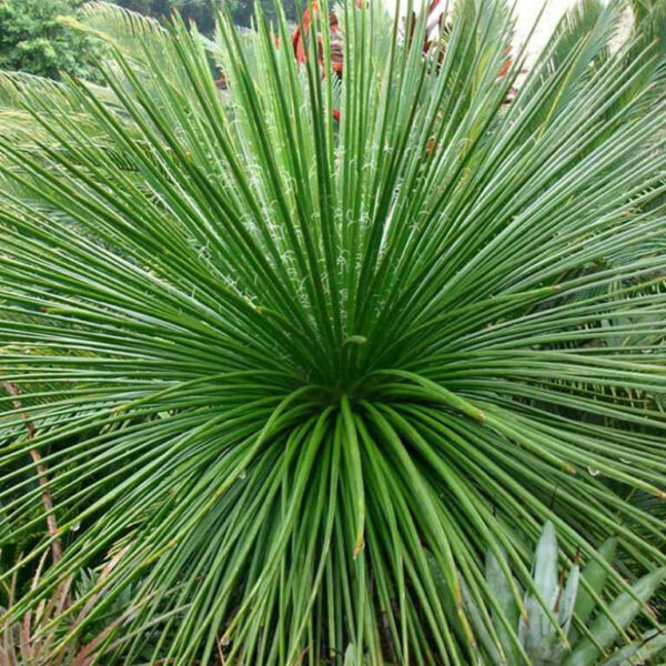 A lush green Agave 'Twin Flower Agave' 7" Pot with long, narrow leaves radiating outwards, displaying a few water droplets and a blurred garden background.