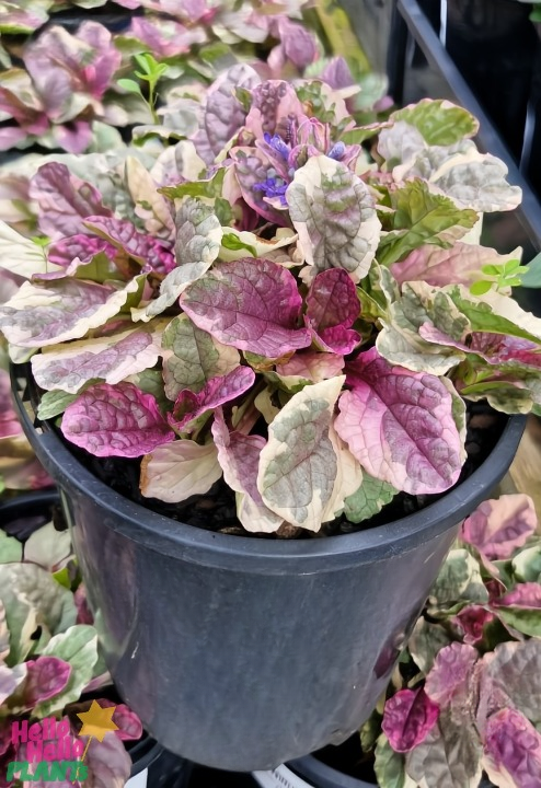 An Ajuga 'Burgundy Glow' in an 8" pot features variegated leaves in green, pink, and enchanting burgundy hues.