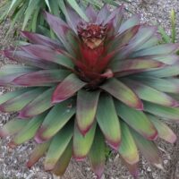 Alcantarea 'Silver Plum' Bromeliad features broad, pointed green leaves with red tones, forming a striking circular rosette. Ideal for outdoor planting in mulch or for display in a 12" pot.