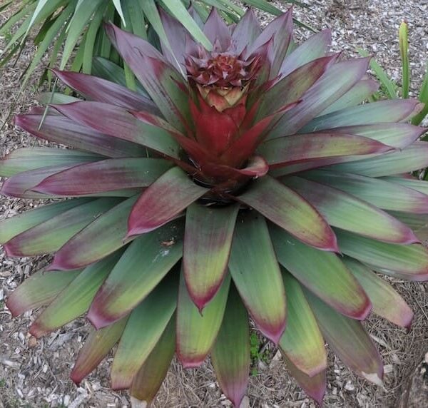 Alcantarea 'Silver Plum' Bromeliad features broad, pointed green leaves with red tones, forming a striking circular rosette. Ideal for outdoor planting in mulch or for display in a 12" pot.