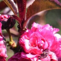 A cluster of Prunus 'Crimson Almond' roses with dark leaves, highlighted by sunlight, with a small bee perched on one of the blooms in a 10'' ornamental pot.