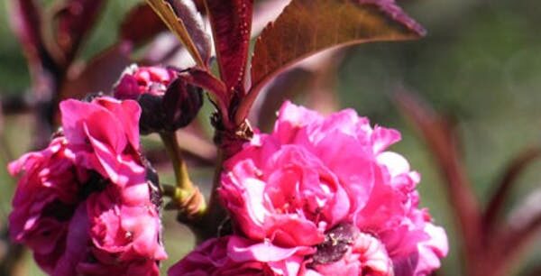 A cluster of Prunus 'Crimson Almond' roses with dark leaves, highlighted by sunlight, with a small bee perched on one of the blooms in a 10'' ornamental pot.