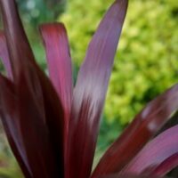 Close-up of a Cordyline 'Superstar' 7" Pot plant with slender, pointed leaves, contrasted against a blurred background of green foliage.