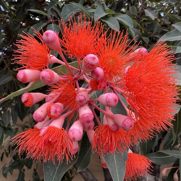The Corymbia 'Baby Scarlet' Flowering Gum 8" Pot features clusters of bright red blossoms with long thin stamens and pink buds, set among dark green foliage.