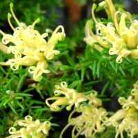 Close-up of vibrant yellow Grevillea 'Gold Cluster' 6" Pot flowers with narrow green leaves, emphasizing the detailed tendrils and texture.