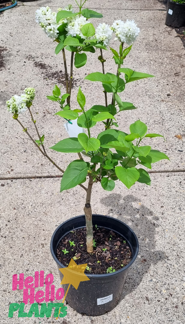 Syringa 'Cora Brandt' Lilac 10" Pot - Image 2