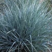 A 6" pot of Lomandra 'Savanna Blue™' features thin, spiky greenish-blue leaves.