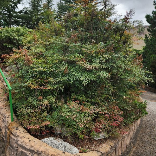A dense bush with green and reddish leaves grows in a stone-bordered garden bed next to a paved walkway, surrounded by tall coniferous trees and the elegant sprawl of Cedrus 'Blue Cedar' Weeping under an overcast sky.