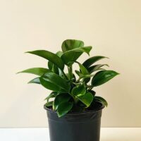 A vibrant Philodendron 'Green Princess' 4'' Pot with glossy leaves, in a 4'' black pot, against a plain light beige background.