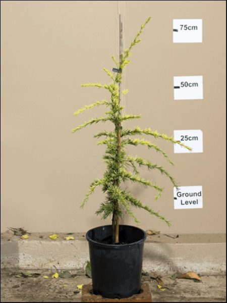 Young Cedrus 'Vinks Gold' tree in an 8" black pot with measurement labels indicating heights at 25cm, 50cm, and 75cm from ground level, against a neutral background.