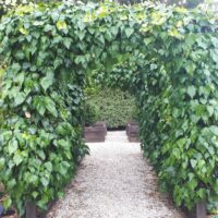 A garden archway covered with dense Hedera 'English Ivy' stands over a gravel path, with raised garden beds visible in the background.