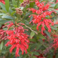 Vibrant red Grevillea 'Lady O' (PBR) 6" Pot flowers with green foliage, showcasing intricate petal details and emerging buds.