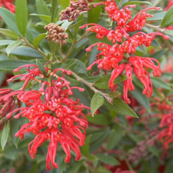 Vibrant red Grevillea 'Lady O' (PBR) 6" Pot flowers with green foliage, showcasing intricate petal details and emerging buds.