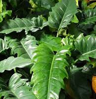 The Philodendron 'Narrow Tiger Tooth' in a 4" pot features glossy green leaves with wavy edges and a rich texture, highlighting their distinctive narrow tiger tooth design.