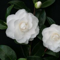 Two white Camellia japonica 'Pope John XXIII' 8" Pot flowers with lush green leaves on a dark background.