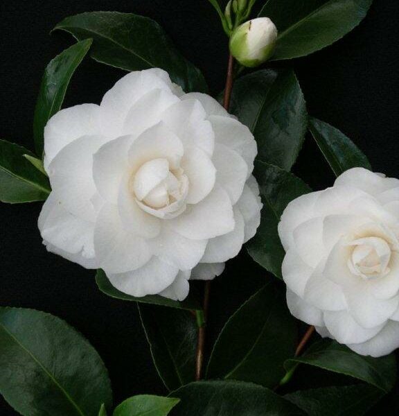 Two white Camellia japonica 'Pope John XXIII' 8" Pot flowers with lush green leaves on a dark background.