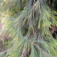 Close-up view of the dense, wispy green foliage featuring long, slender needle-like leaves of an Allocasuarina 'Forest She-Oak' 6" Pot.