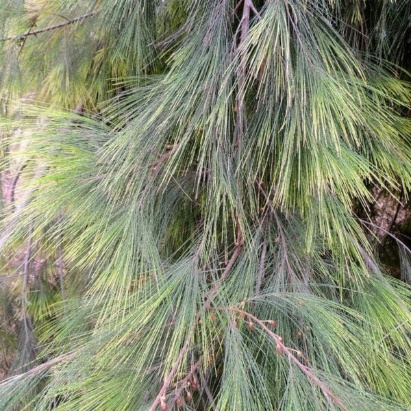 Close-up view of the dense, wispy green foliage featuring long, slender needle-like leaves of an Allocasuarina 'Forest She-Oak' 6" Pot.