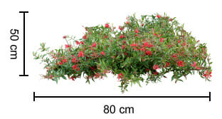 A Grevillea 'Cherry Cluster™' 6" Pot bush measuring 50 cm in height and 80 cm in width, densely covered in green leaves and small red flowers, isolated on a white background