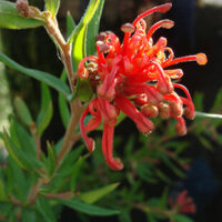 Red Grevillea 'Cherry Cluster™' 6" Pot flower with pointed leaves, sunlit against a blurred background.