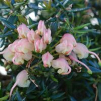 Pale pink bell-shaped flowers of Grevillea 'Coral Baby' 6" Pot amid dark green needle-like leaves, suggesting a close-up of a blooming shrub.