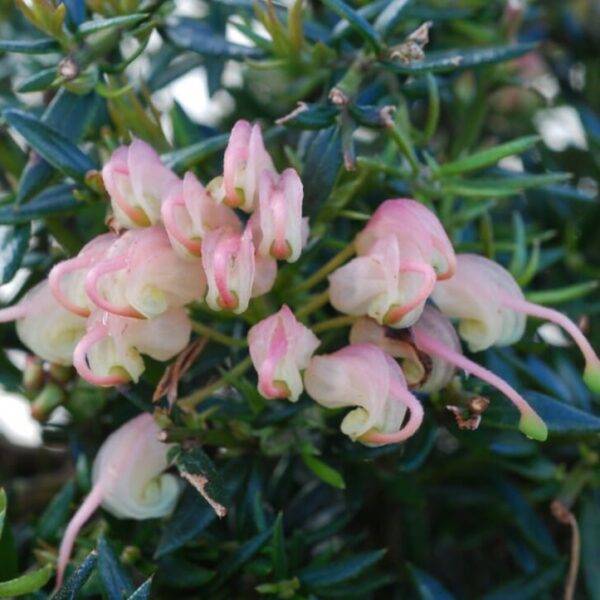 Pale pink bell-shaped flowers of Grevillea 'Coral Baby' 6" Pot amid dark green needle-like leaves, suggesting a close-up of a blooming shrub.